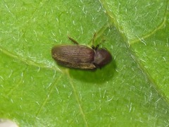 Anobium punctatum