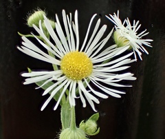 Erigeron annuus