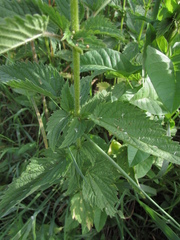 Urtica sondenii