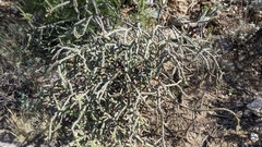 Cylindropuntia thurberi