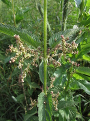 Urtica sondenii
