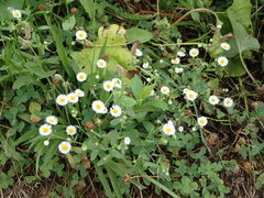 Erigeron annuus