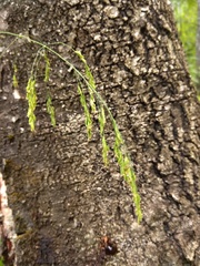 Poa remota