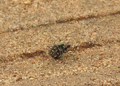 Cicindela calligramma