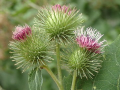 Arctium lappa