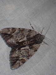 Catocala insolabilis
