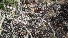 Cylindropuntia thurberi