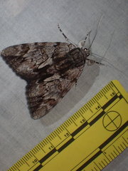 Catocala insolabilis