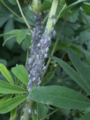 Macrosiphum albifrons