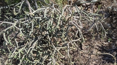 Cylindropuntia thurberi