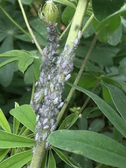 Macrosiphum albifrons