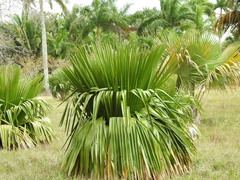 Copernicia macroglossa