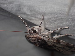 Catocala insolabilis