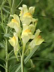 Linaria vulgaris
