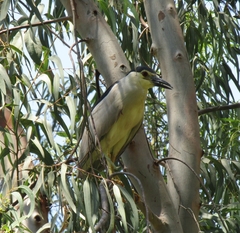 Nycticorax nycticorax
