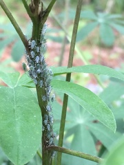 Macrosiphum albifrons