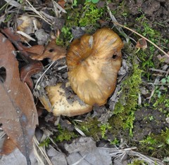 Entoloma holoconiotum