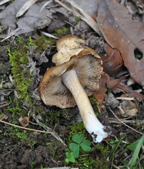 Entoloma holoconiotum