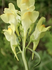 Linaria vulgaris
