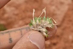 Linanthus caespitosus