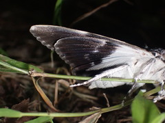 Catocala insolabilis