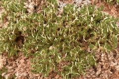 Linanthus caespitosus