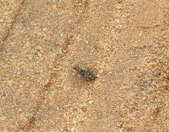 Cicindela calligramma