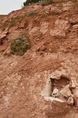 Linanthus caespitosus