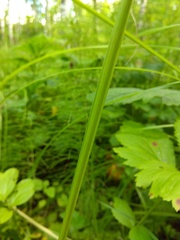 Poa remota