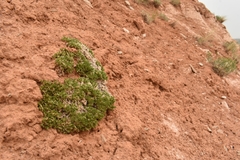 Linanthus caespitosus