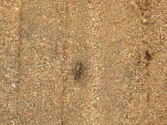 Cicindela calligramma