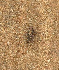 Cicindela calligramma