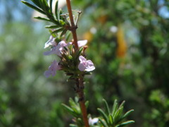 Image of Micromeria ericifolia