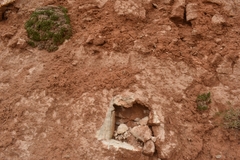 Linanthus caespitosus