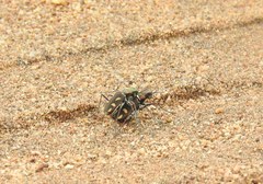 Cicindela calligramma