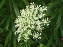 Daucus carota