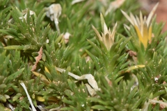 Linanthus caespitosus