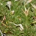 Linanthus caespitosus - Photo (c) Joey Santore, algunos derechos reservados (CC BY-NC)