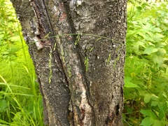 Poa remota