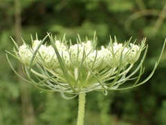 Daucus carota