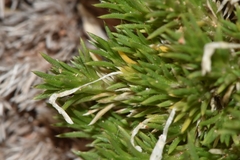Linanthus caespitosus