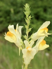 Linaria vulgaris