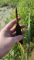 Typha incana