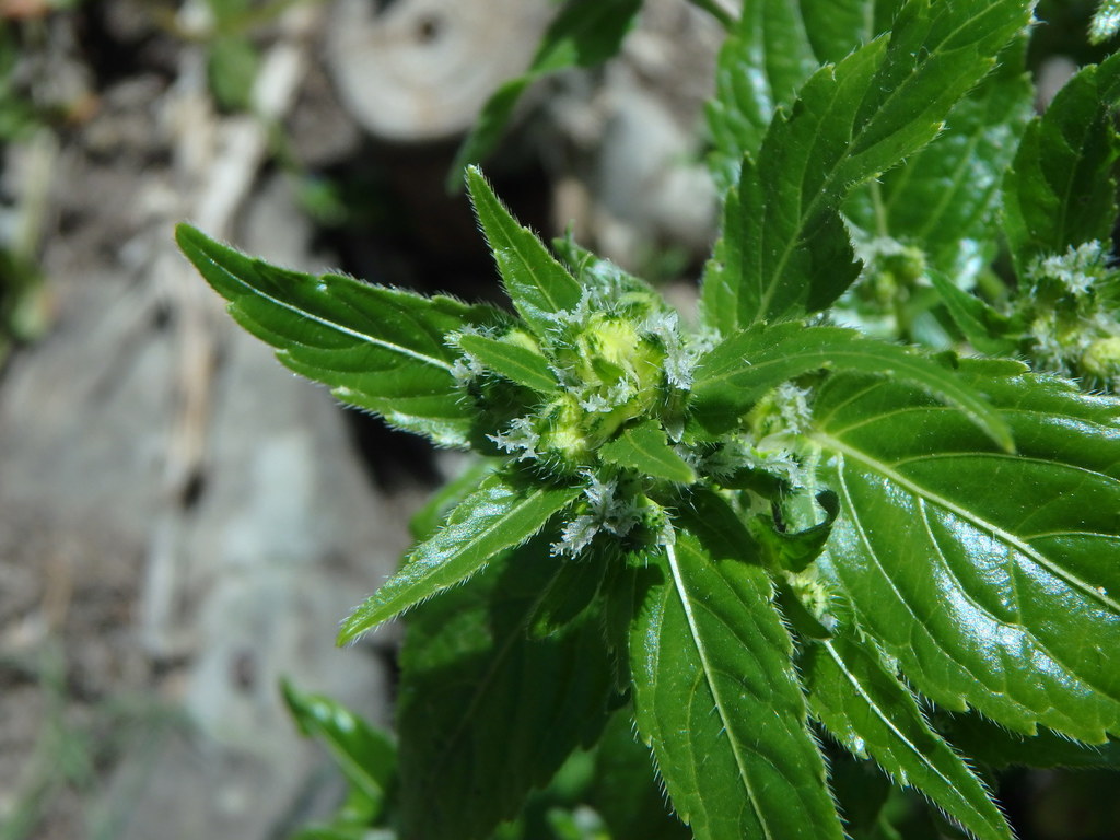 Mercurialis canariensis