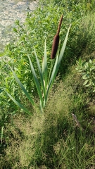 Typha incana