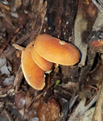 Gymnopilus allantopus