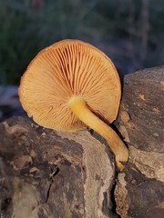 Gymnopilus allantopus