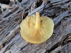 Gymnopilus allantopus