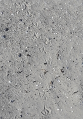 Chroicocephalus ridibundus