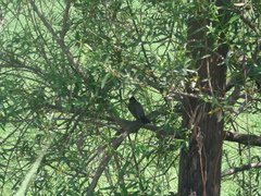 Turdus migratorius